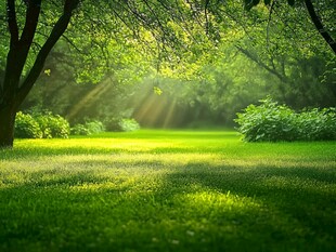 绿色森林中的阳光小径