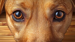 狗狗深邃的棕色眼睛