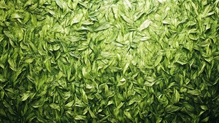 绿色叶子纹理背景