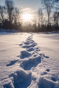 雪地足迹