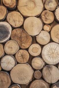 木头横截面