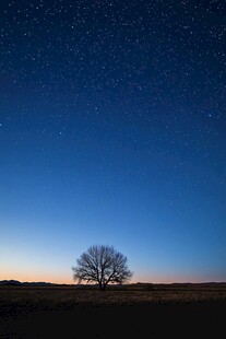 孤独之树 星空下的守护者
