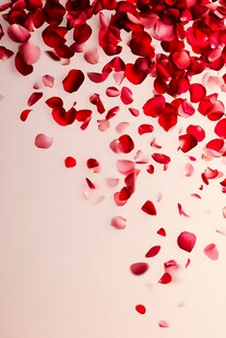 红色玫瑰花瓣飘落在白色背景上