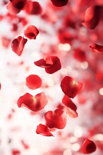 红色玫瑰花瓣的飘落