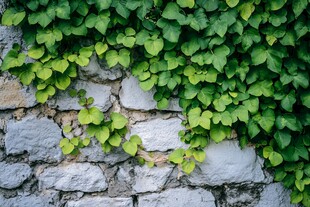 绿叶覆盖的石墙