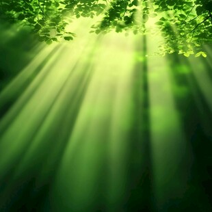 森林阳光透过绿叶的神秘之旅