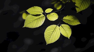 绿叶背后的光影世界