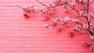 春日里 粉色的墙与樱花的浪漫
