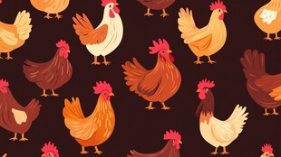 鸡的多彩图案