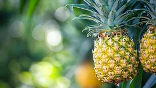 菠萝的成长之旅