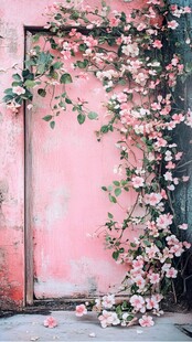 粉色花墙与藤蔓的浪漫邂逅