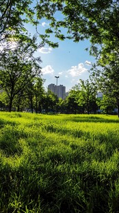 城市中的绿色公园
