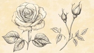 复古玫瑰手绘图集