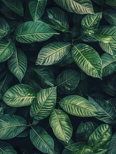 绿色树叶的密集生长