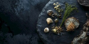 野生蘑菇与自然之美