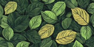 绿色树叶的密集堆积