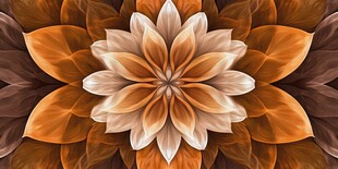 橙色花瓣的对称之美