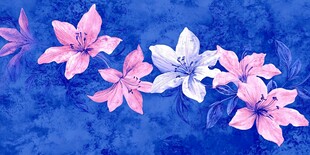 蓝色背景上的粉色百合花