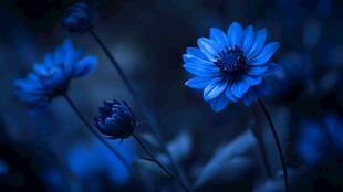 蓝色花卉的夜幕之谜