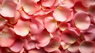 粉红玫瑰花瓣的特写