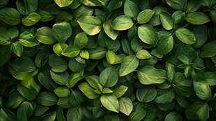 绿色叶子纹理背景