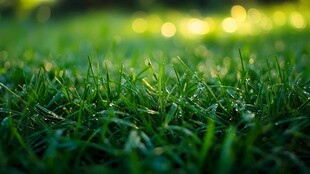 清晨露珠映照下的翠绿草地