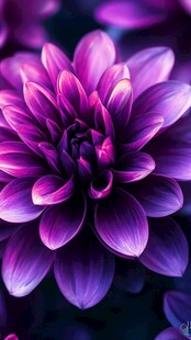紫色花瓣的迷人之美