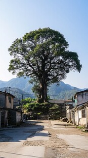 乡村里的古树