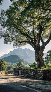 古树下的宁静山谷