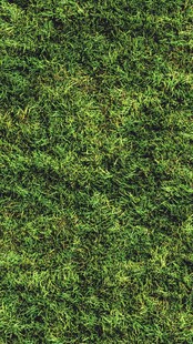 绿色草坪纹理背景