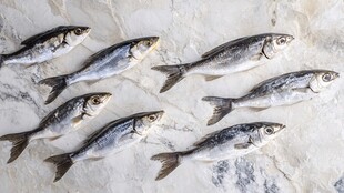 白色大理石上的银鱼