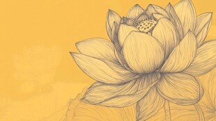 金黄盛开的荷花