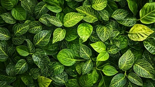 绿色植物的密集生长