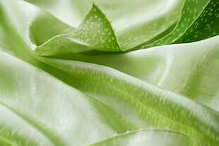 绿色植物叶片的特写