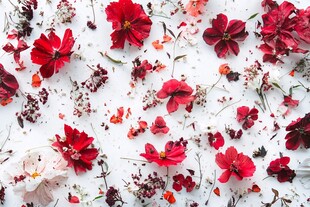 红色花瓣的散落之美