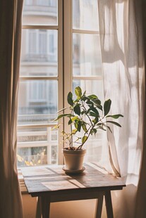 窗台上的绿植 阳光透过窗帘洒下
