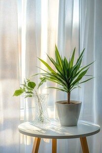 窗边的绿意生机