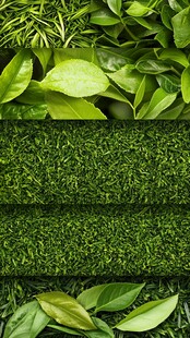 绿色植物的多样性