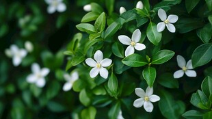 绿叶白花自然风光