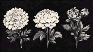 三朵菊花的黑白插画