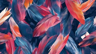 多彩羽毛的抽象艺术