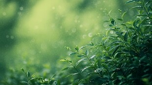 绿色雨林的清新气息