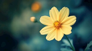 黄色花朵特写 清新自然美