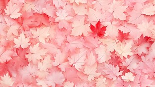 粉色枫叶铺就梦幻景致