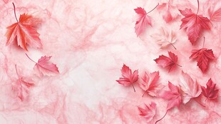 粉色背景上的浪漫枫叶