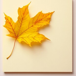 金黄枫叶静置于浅色背景