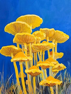金黄蘑菇群立蓝色背景前