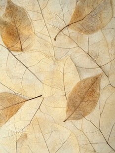 枯叶纹理 自然质朴的艺术感