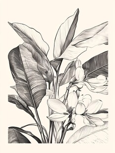 黑白手绘花卉植物插画