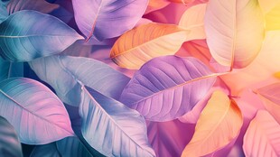 梦幻多彩叶片特写